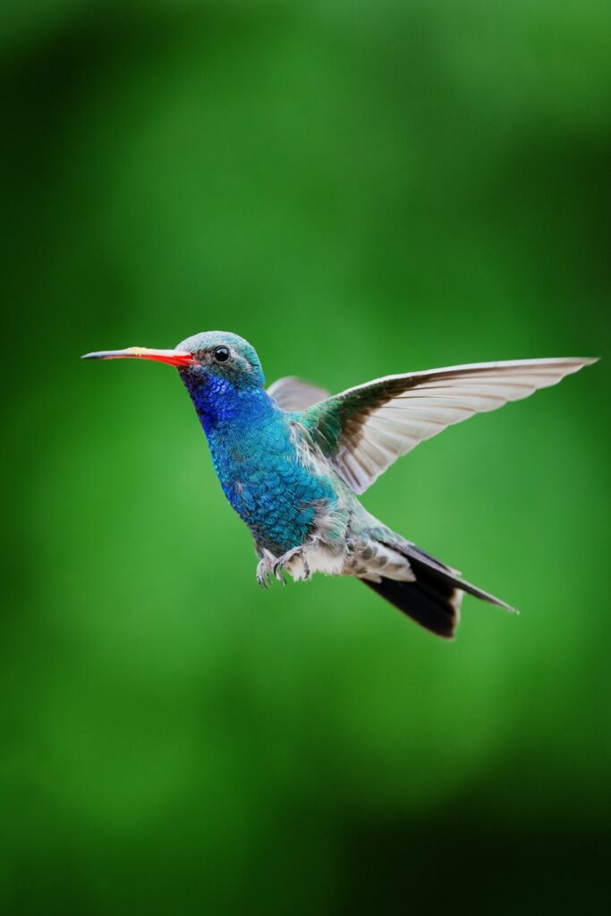 Biodiversity bird_©Mark Olsen_unsplash