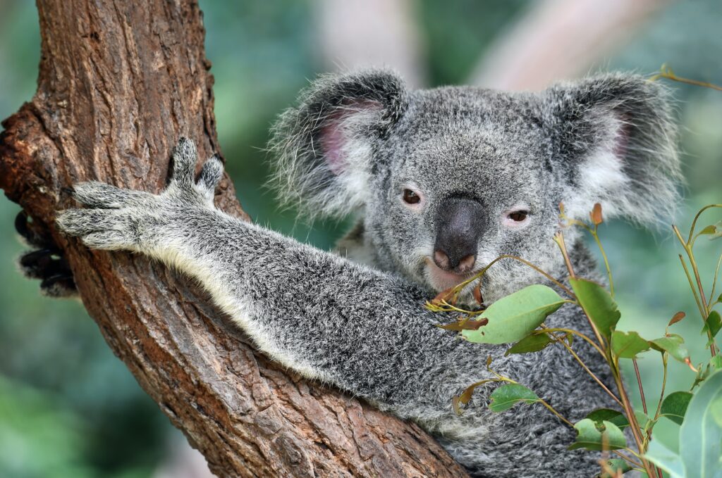 Competition Koala_©David Clode_unsplash